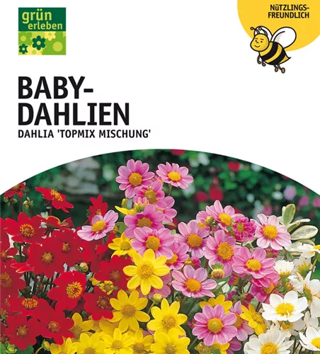 Bienenfreundliche Baby-Dahlien