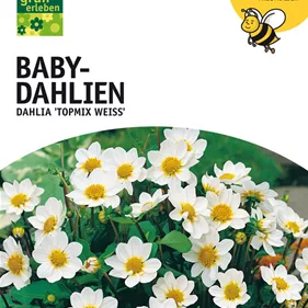 Baby-Dahlie
