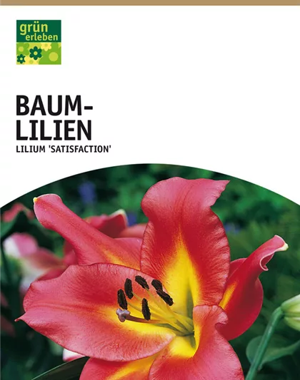 Baum-Lilien