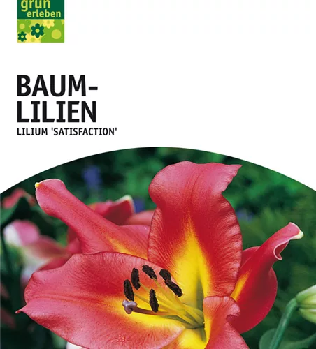 Baum-Lilien