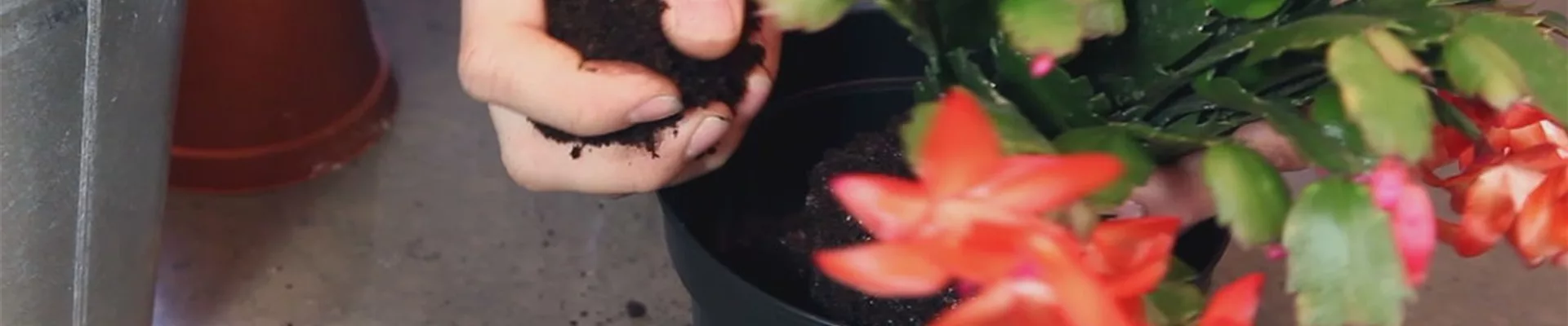 Weihnachtskaktus – Einpflanzen in ein Gefäß 5