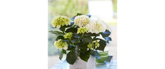 PFLANZE DES MONATS MÄRZ: ZIMMER-HORTENSIE