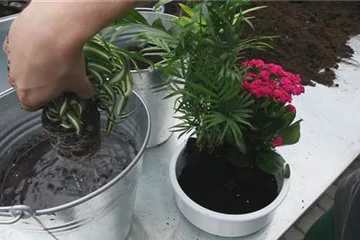 Schale - Einpflanzen von Zimmerpflanzen