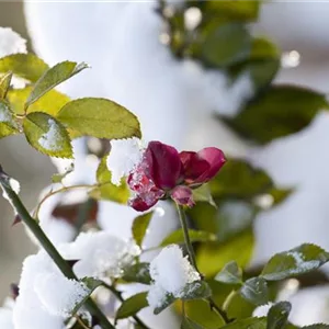 WEIHNACHTLICHE STIMMUNG IM GARTEN