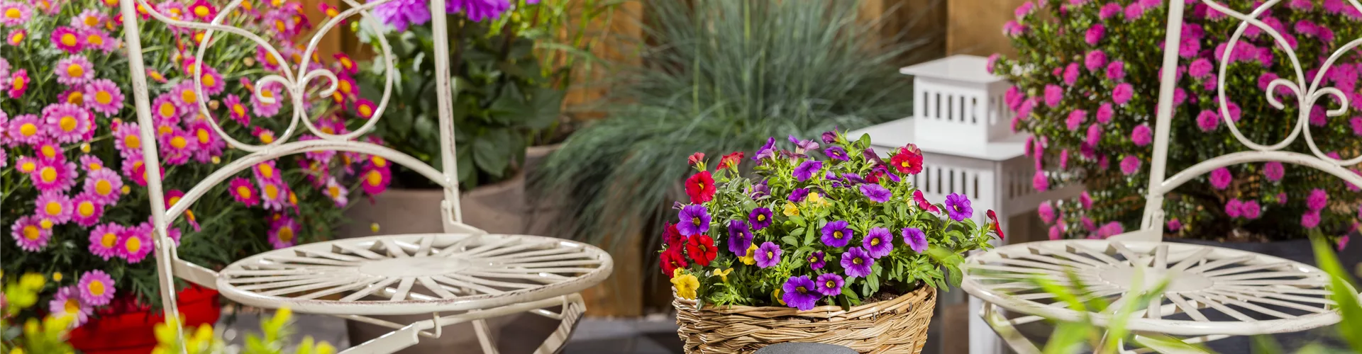 Terrasse mit bunten Sommerblumen