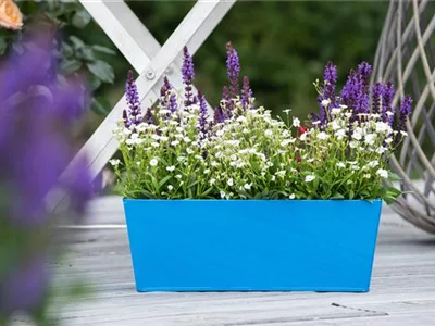 Beet- & Balkonpflanzen