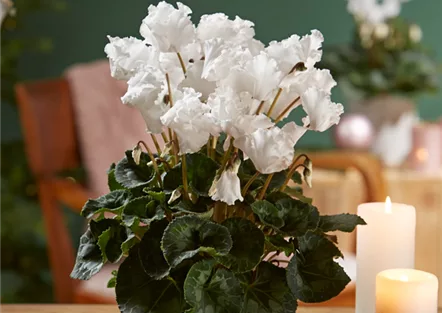 WIR KÖNNEN WEIHNACHTEN! WIR KÖNNEN WEIHNACHTEN!