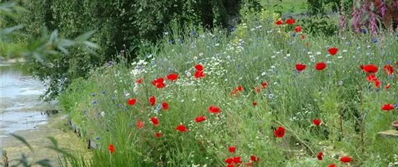 SAMENBOMBEN - BLüHENDE üBERRASCHUNG IM GARTEN