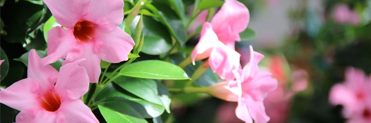 blume-rosa-detail