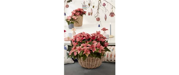 DEIN WEIHNACHTSDUFT!