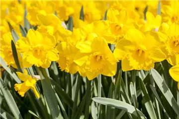 Online-Blumenbestellung Online-Blumenbestellung