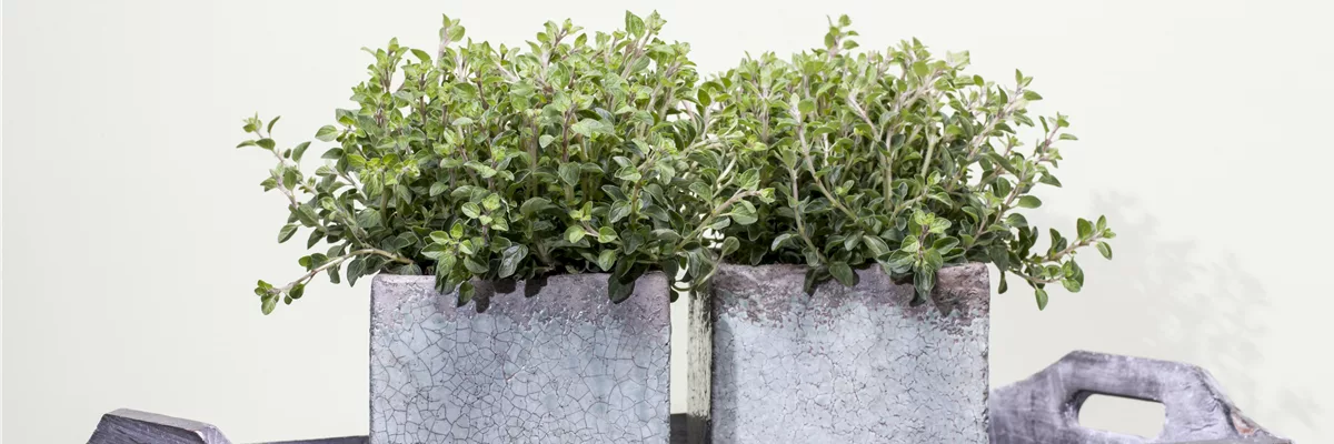 Origanum vulgare