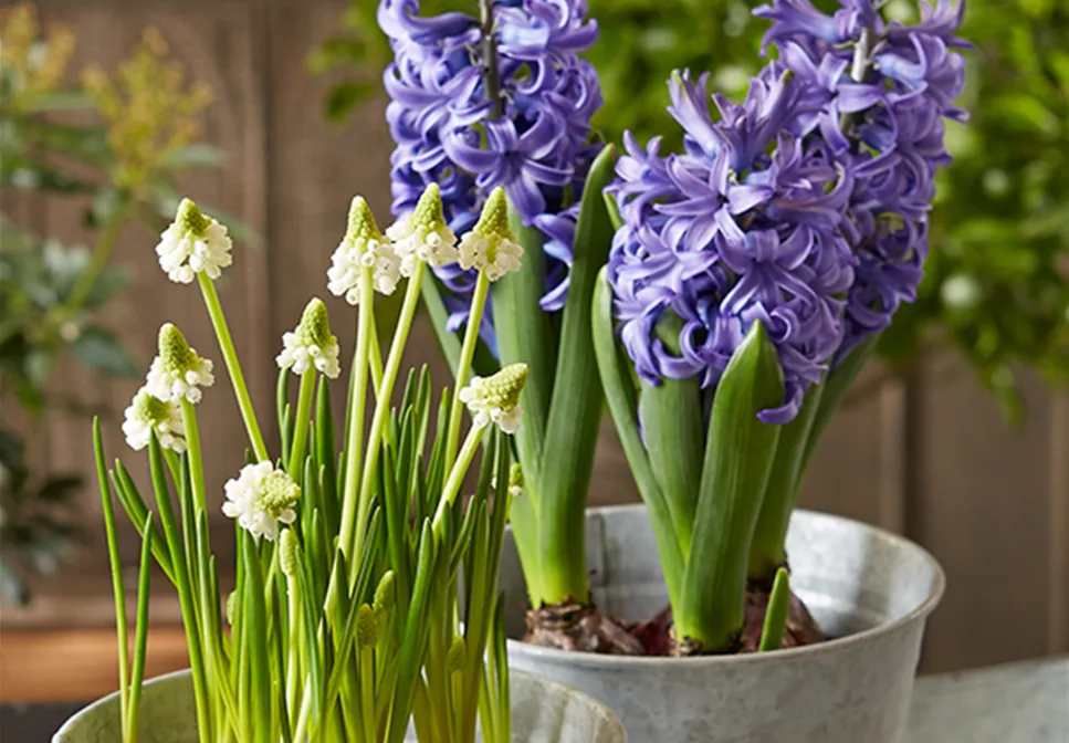 HALLO FRüHLING!