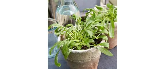 GESUND NASCHEN AUF DEM BALKON!