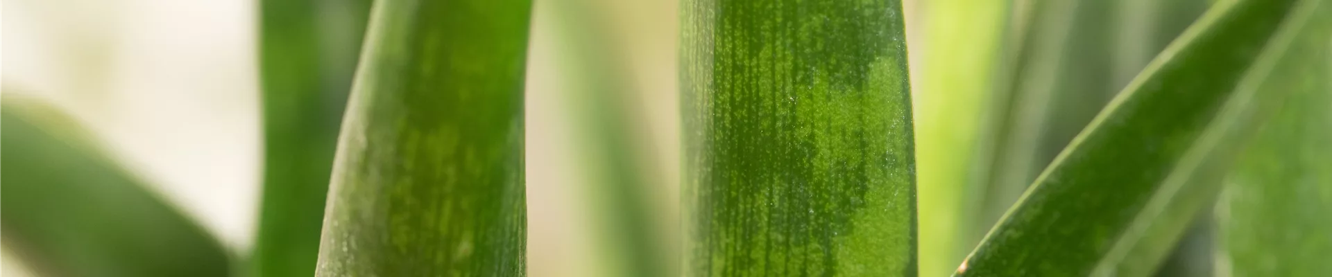 Sansevieria kirkii 'Friends'