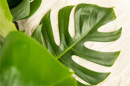 WIE GEHT... DER TREND "URBANES GRÜN"?