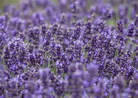 Lavendel