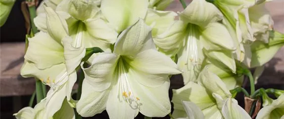 AMARYLLIS