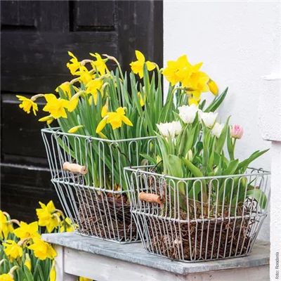 Frühlingsausstellung