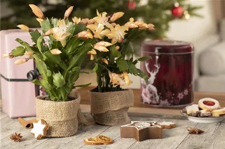 ZIMMERPFLANZEN FÜR DEIN ZUHAUSE