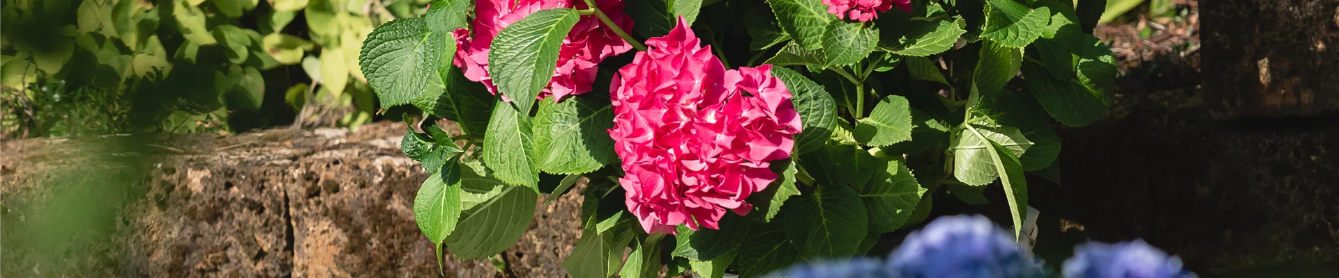 Hortensien auf Terrasse
