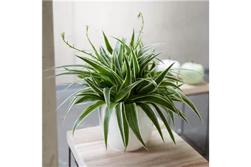 WIE GEHT... LUFTVERBESSERUNG?