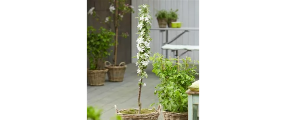 OBSTGARTEN FÜR KINDER