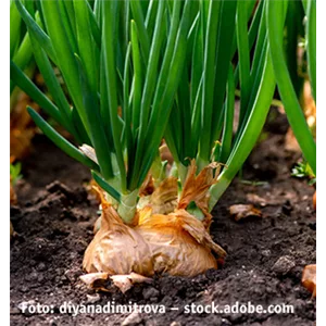 AUF GUTE NACHBARSCHAFT!