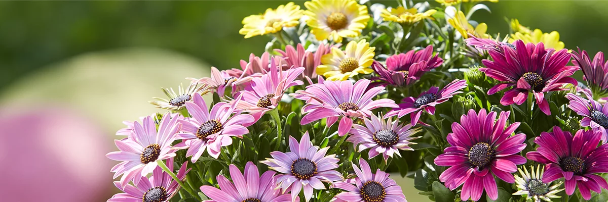 BEET- & BALKONPFLANZEN