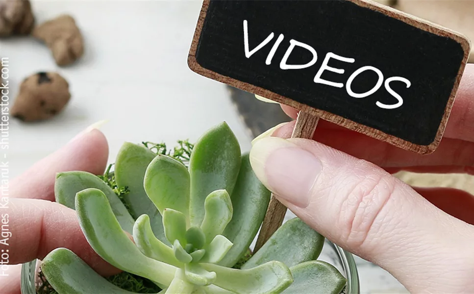 Videos - Alles rund um's Thema Pflanze