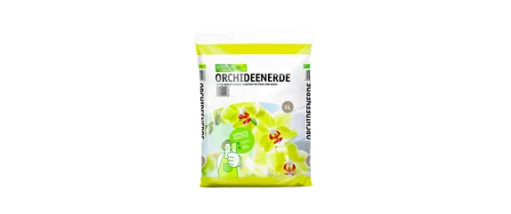 Pflanze des Monats Januar: Orchidee