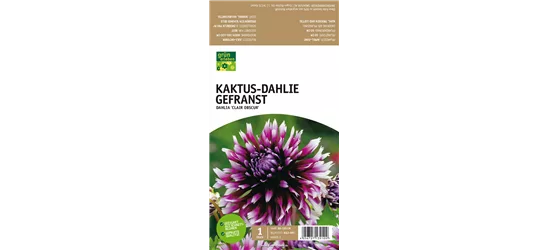 Kaktus-Dahlie Gefranst