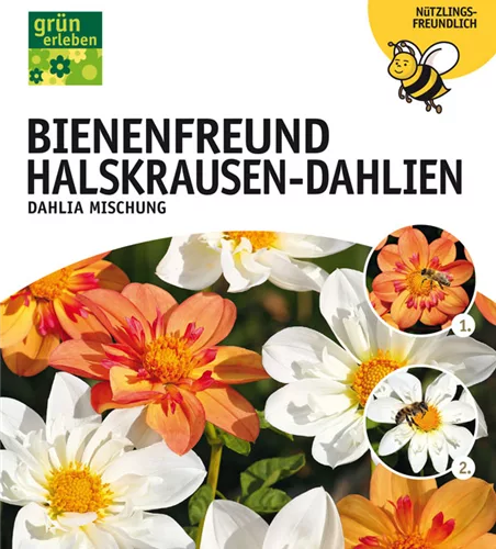 Bienenfreund Halskrausen-Dahlien