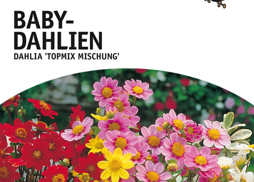 Bienenfreundliche Baby-Dahlien