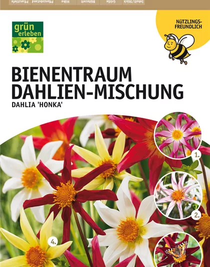 Bienentraum Dahlien-Mischung