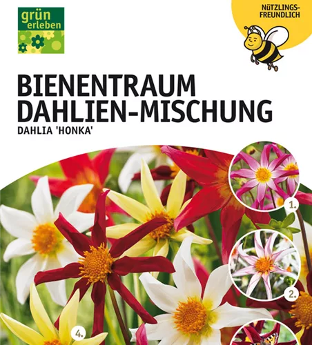 Bienentraum Dahlien-Mischung