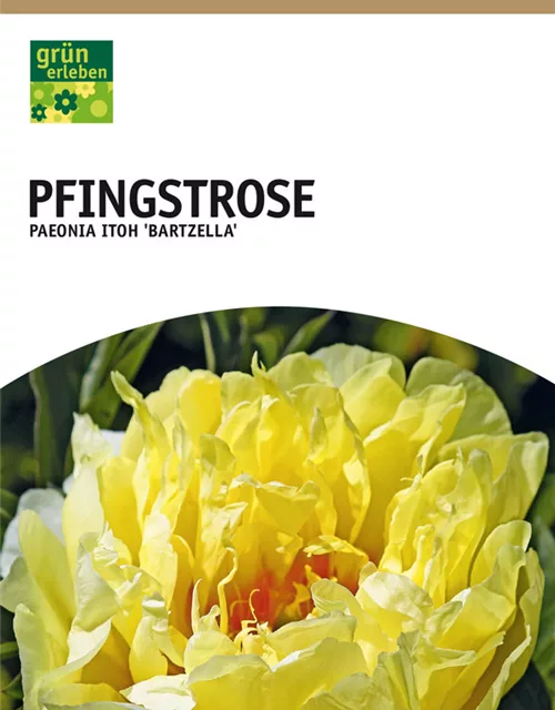 Pfingstrose