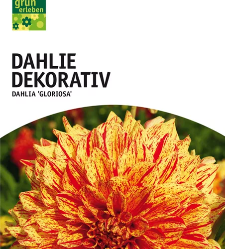 Dahlie Dekorativ