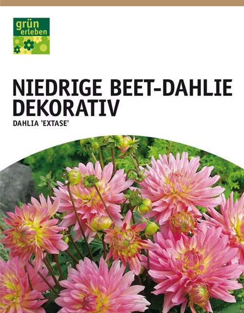 Niedrige Beet-Dahlie, Dekorativ