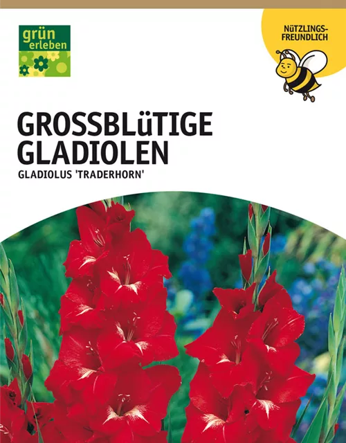 Großblütige Gladiolen