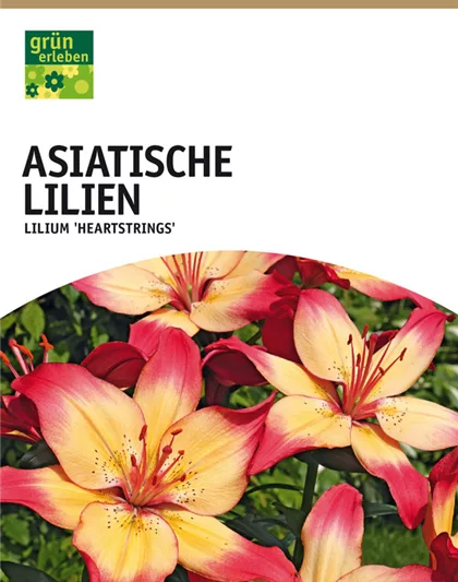 Asiatische Lilien