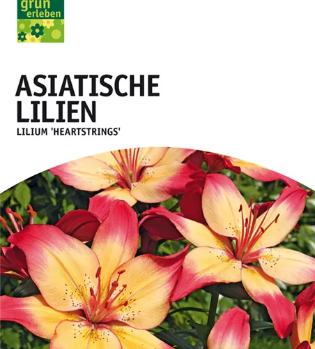 Asiatische Lilien