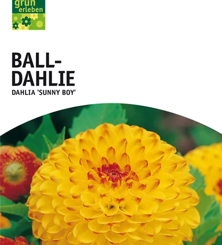 Ball-Dahlie