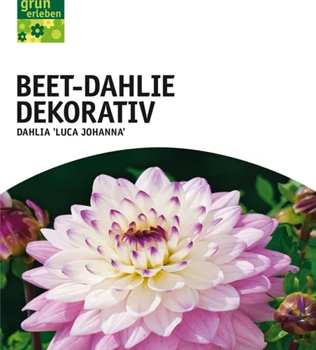 Beet-Dahlie Dekorativ