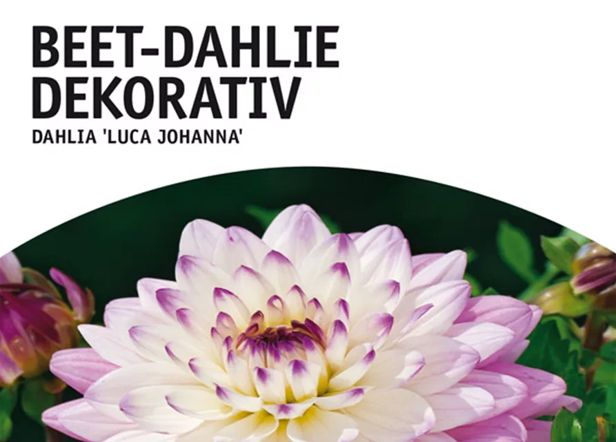 Beet-Dahlie Dekorativ