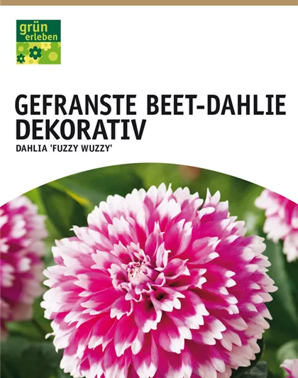 Beet-Dahlie Gefranst