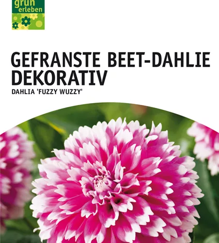 Beet-Dahlie Gefranst