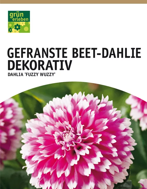 Beet-Dahlie Gefranst