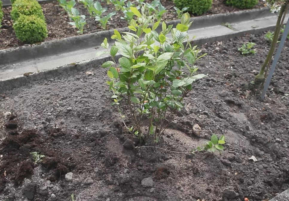 Apfelbeere - Einpflanzen im Garten