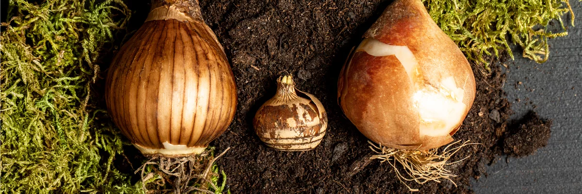 Verschiedene Blumenzwiebeln